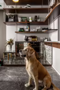 Golden Retriever sits in front of custom Silat Avenue cabinetry.